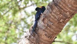 Grant's Wood Hoopoe