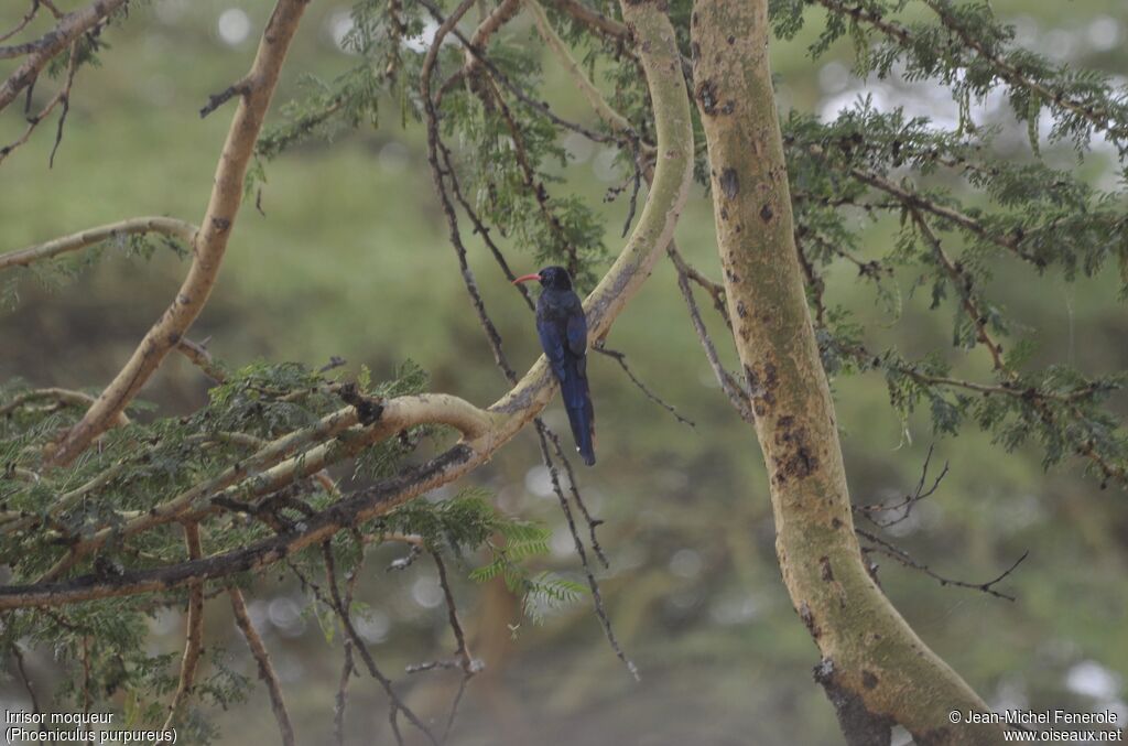 Green Wood Hoopoeadult, habitat