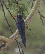 Green Wood Hoopoe