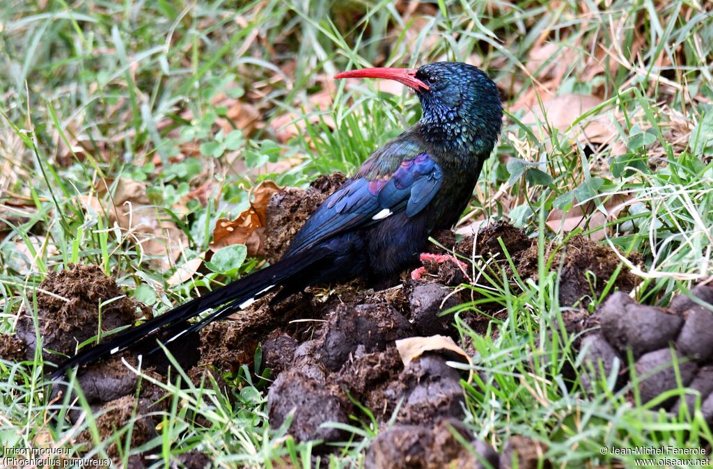 Green Wood Hoopoe