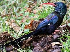 Green Wood Hoopoe