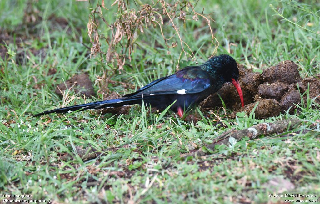 Green Wood Hoopoe