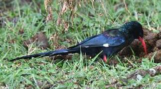 Green Wood Hoopoe