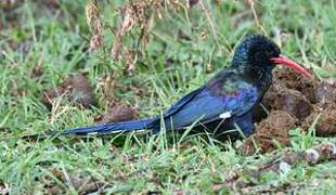 Green Wood Hoopoe