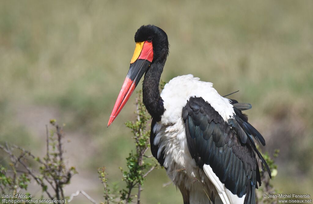 Saddle-billed Stork