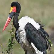 Saddle-billed Stork