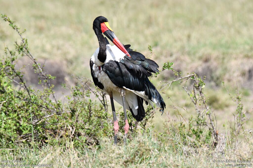 Saddle-billed Stork