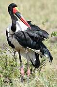 Saddle-billed Stork