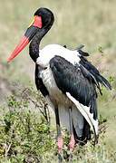 Saddle-billed Stork