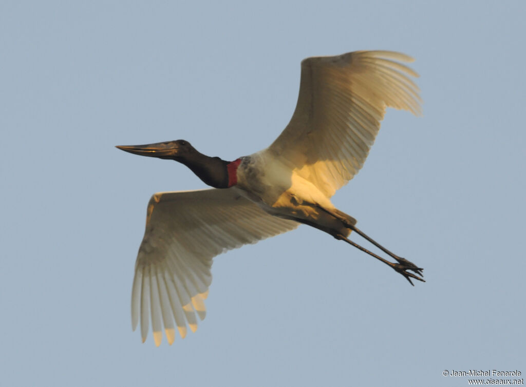 Jabiru