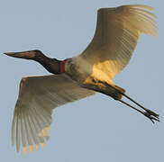 Jabiru