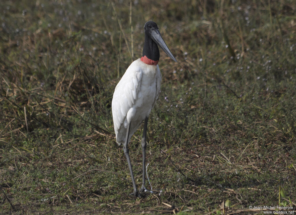 Jabiru