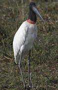 Jabiru d'Amérique