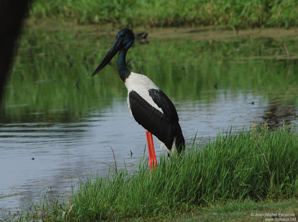 Black-necked Stork male adult