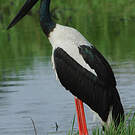 Jabiru d'Asie