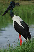 Black-necked Stork