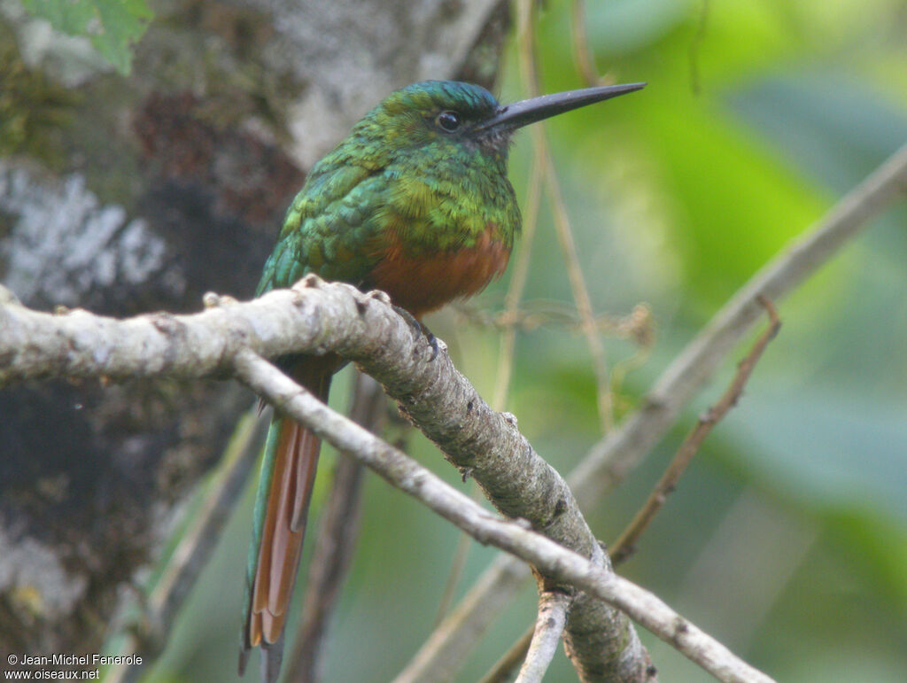 Bluish-fronted Jacamar male adult