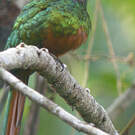 Jacamar à couronne bleue