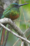 Jacamar à couronne bleue