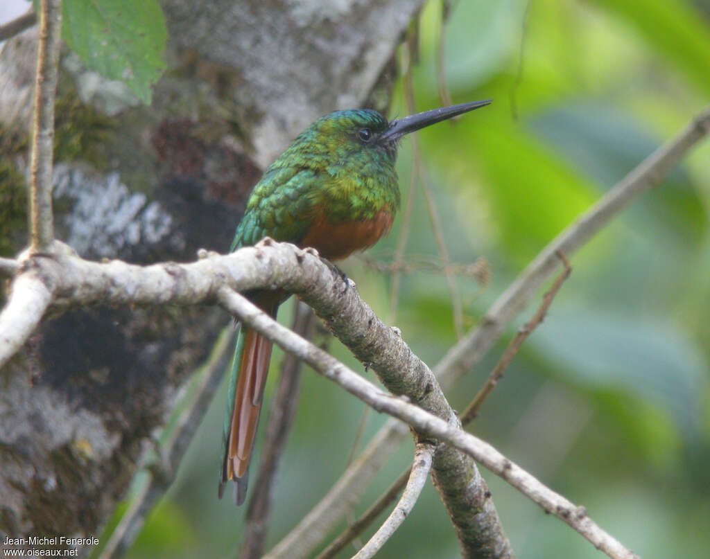 Bluish-fronted Jacamar male adult, identification