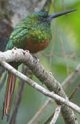 Bluish-fronted Jacamar