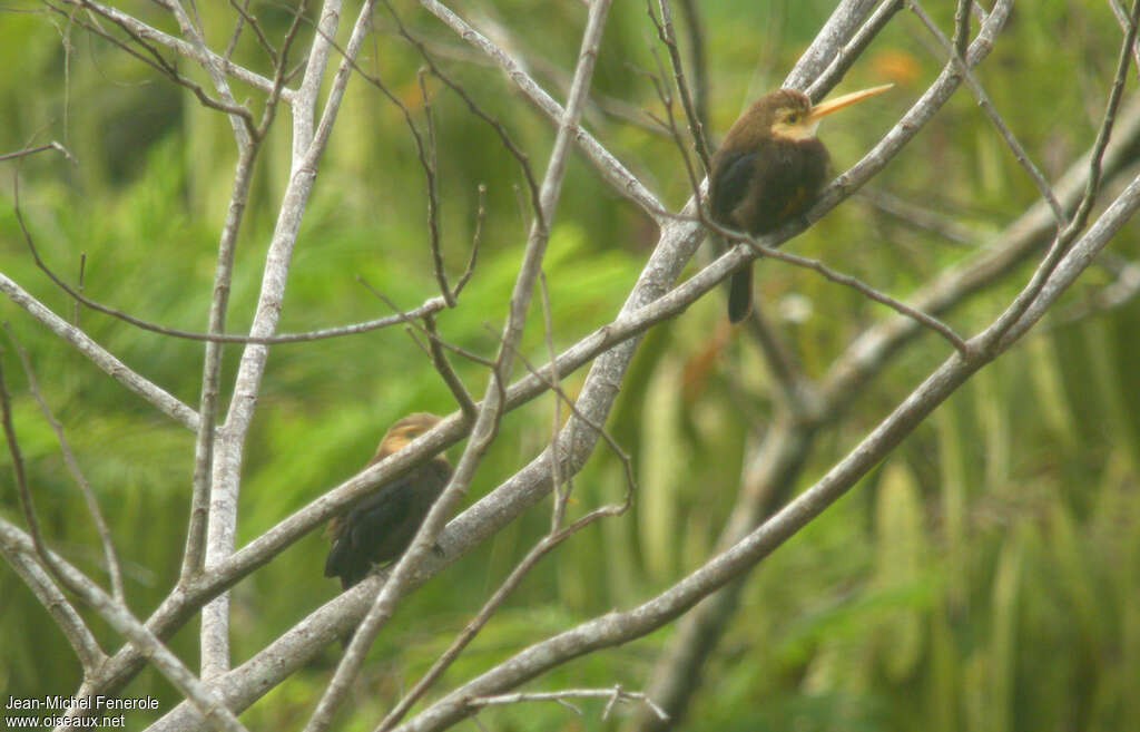 Jacamar à gorge blancheadulte