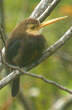 Jacamar à gorge blanche