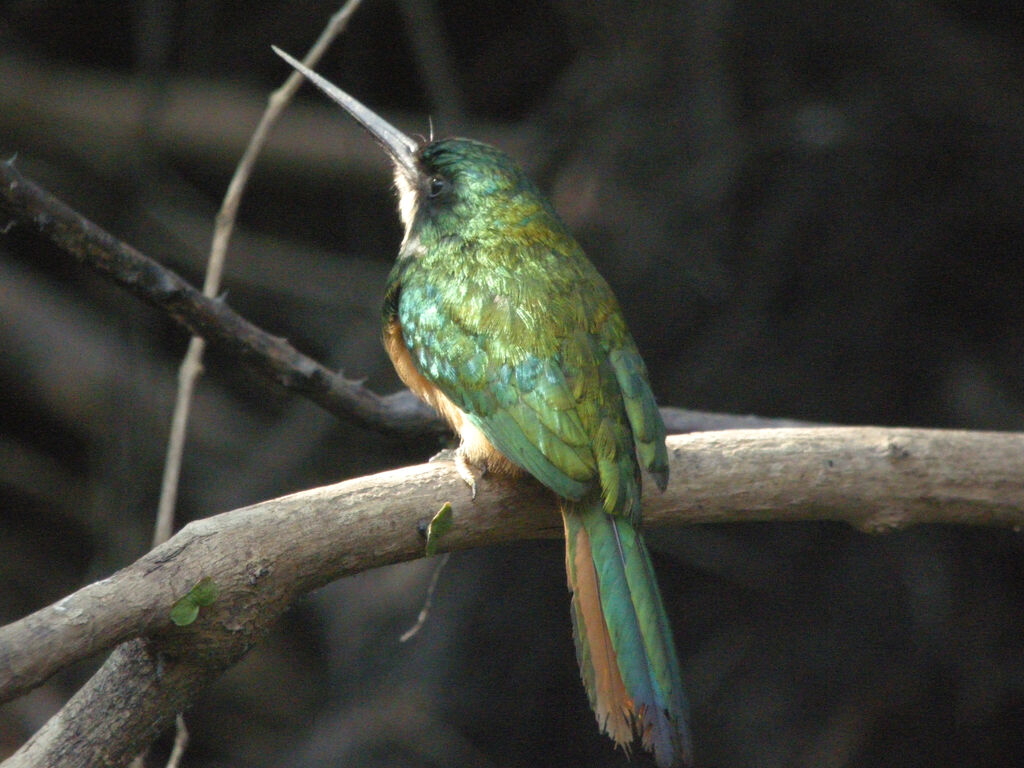 Jacamar à queue rousse