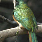 Jacamar à queue rousse