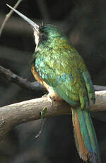 Jacamar à queue rousse