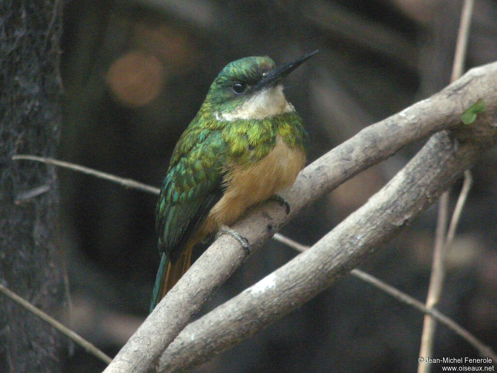 Jacamar à queue rousse