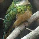 Jacamar à queue rousse