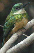 Rufous-tailed Jacamar