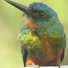Jacamar vert