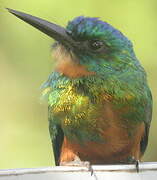 Green-tailed Jacamar