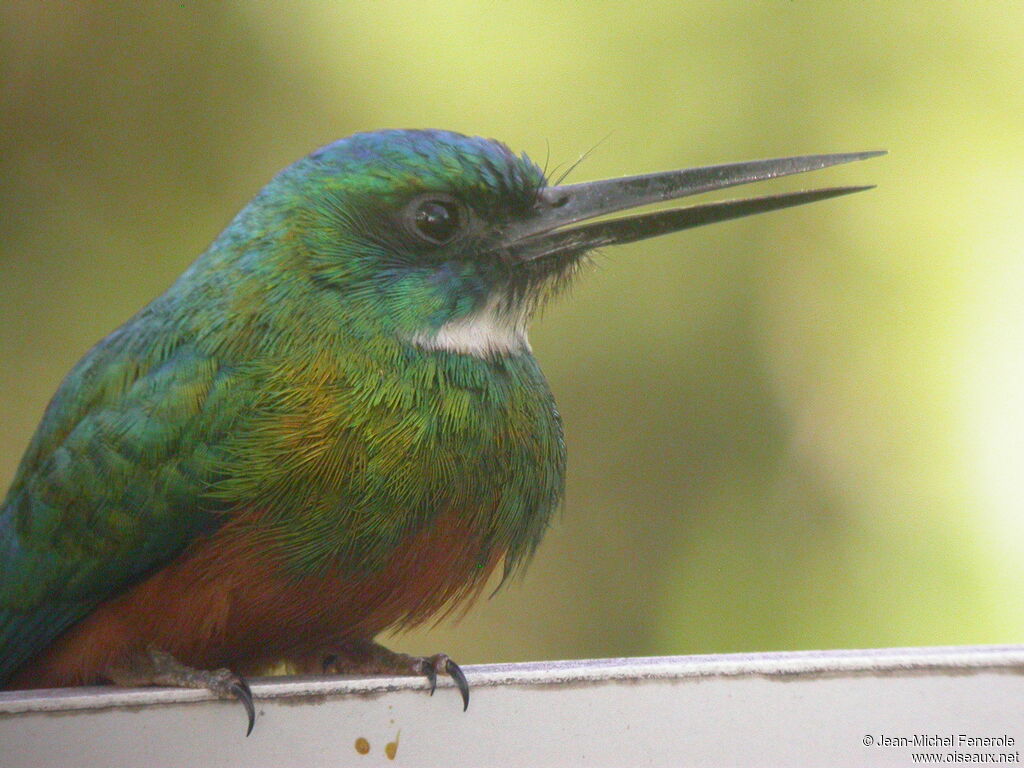 Green-tailed Jacamar