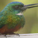 Jacamar vert