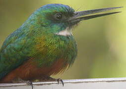 Green-tailed Jacamar