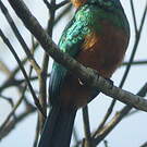 Jacamar vert
