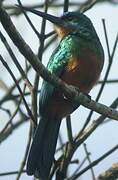 Green-tailed Jacamar