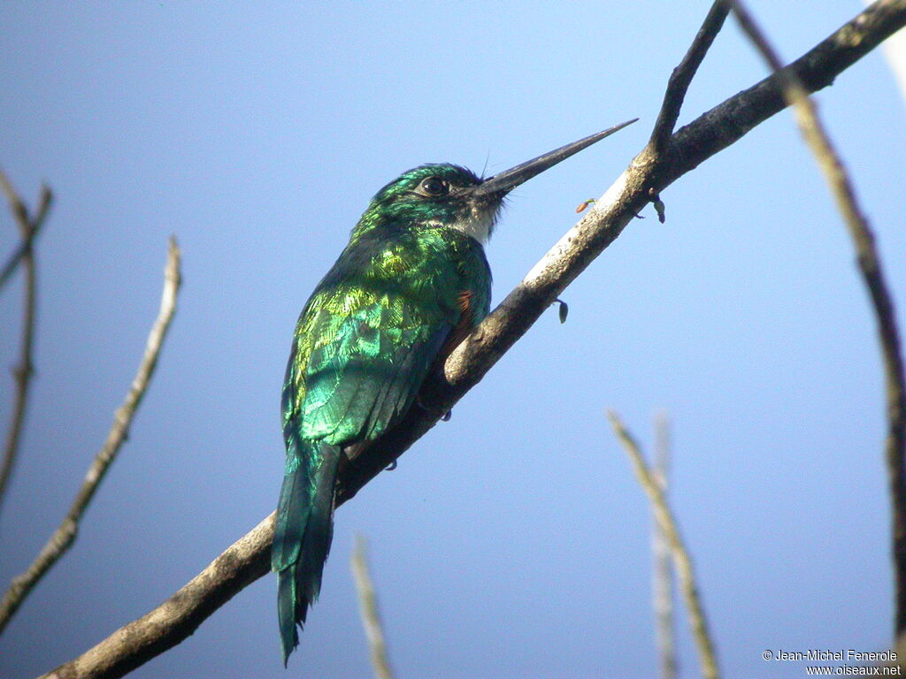 Green-tailed Jacamar