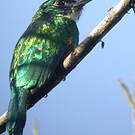 Jacamar vert