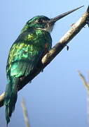 Green-tailed Jacamar