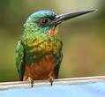 Jacamar vert