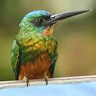 Jacamar vert