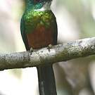 Jacamar vert