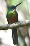 Jacamar vert