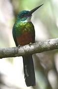 Green-tailed Jacamar