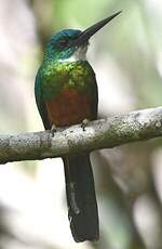 Jacamar vert