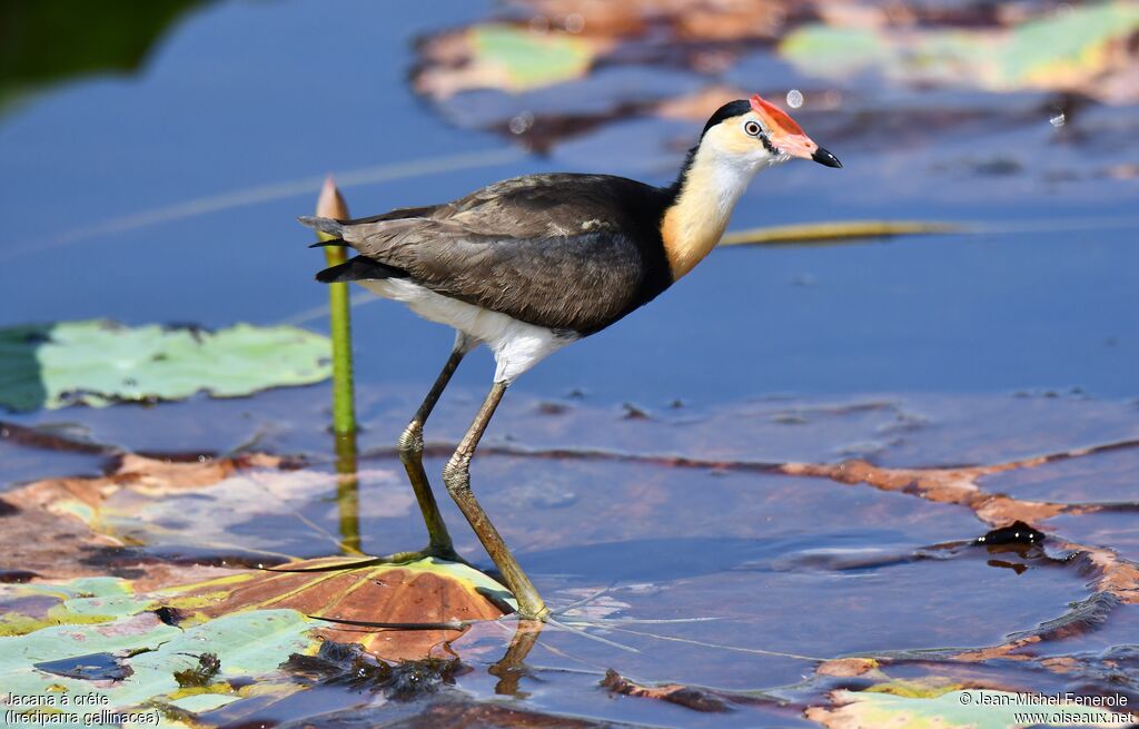 Jacana à crête